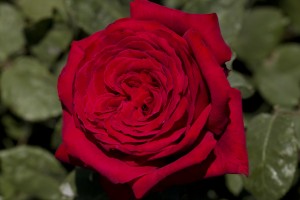 RED PARFUM DE PROVENCE (hybrid tea)